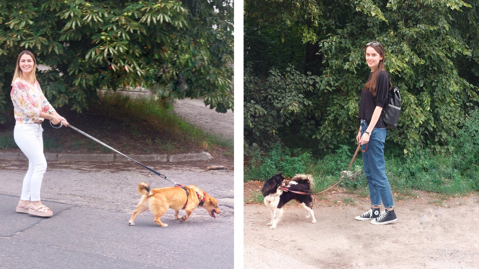 MagicLinen team members walking shelter dogs