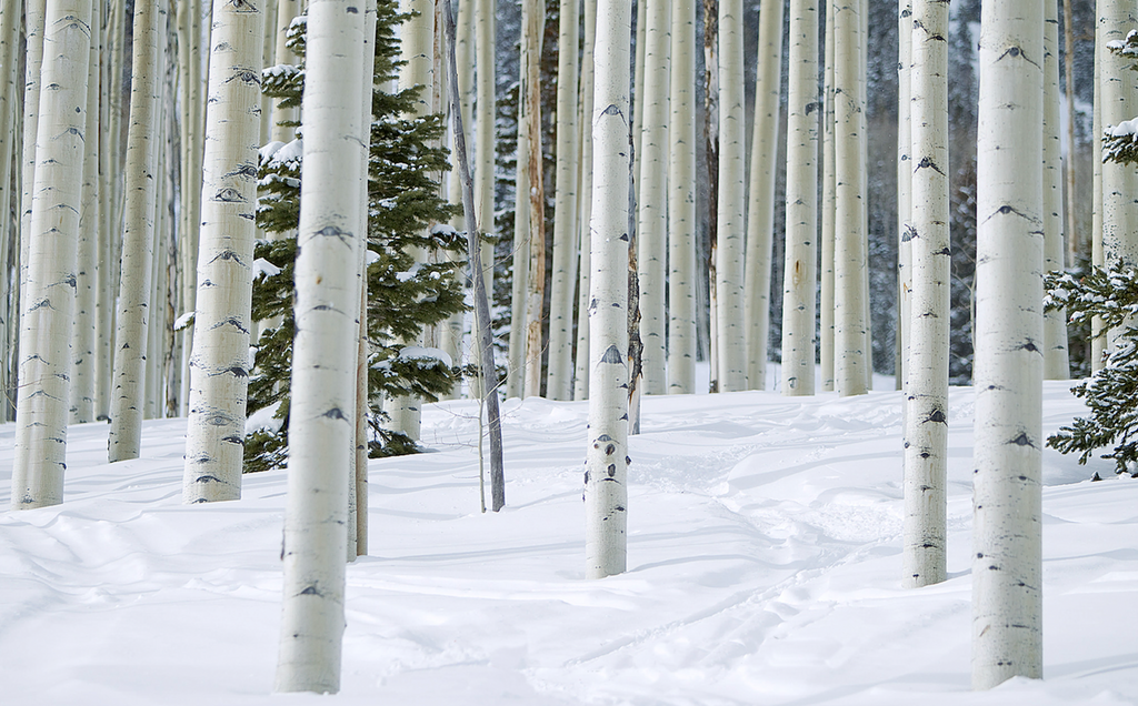 Aspen Trees on a ski resort in the snow.