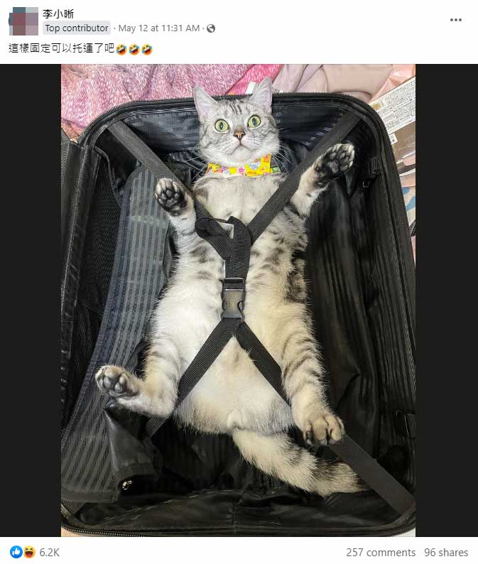 網絡熱話 台灣 貓 大字型 綁 行李箱