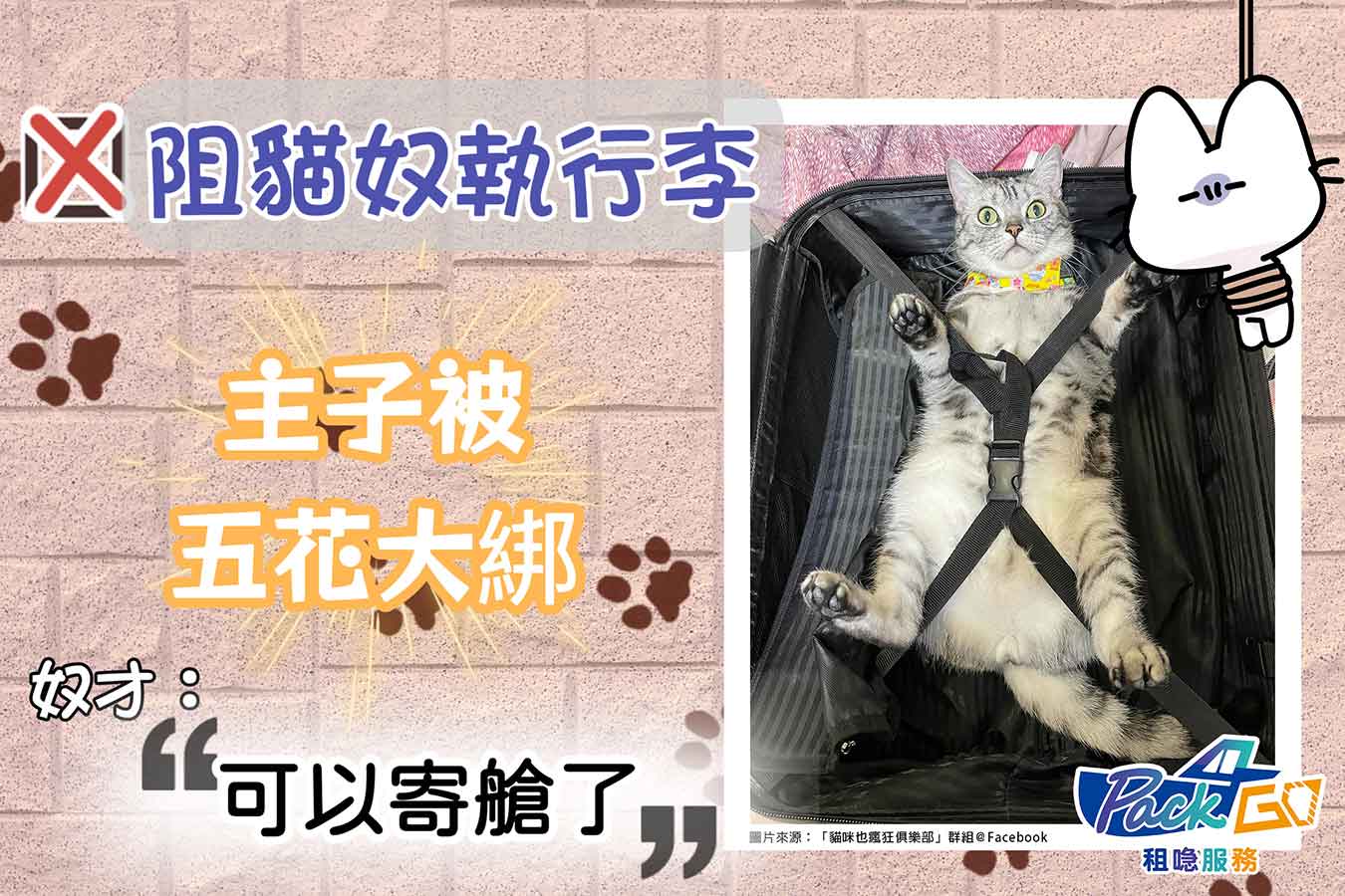 網絡熱話 台灣 貓 大字型 綁 行李箱