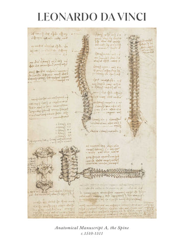 Anatomical manuscript A the spine
