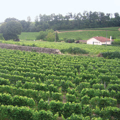 Vine yards in Bordeaux