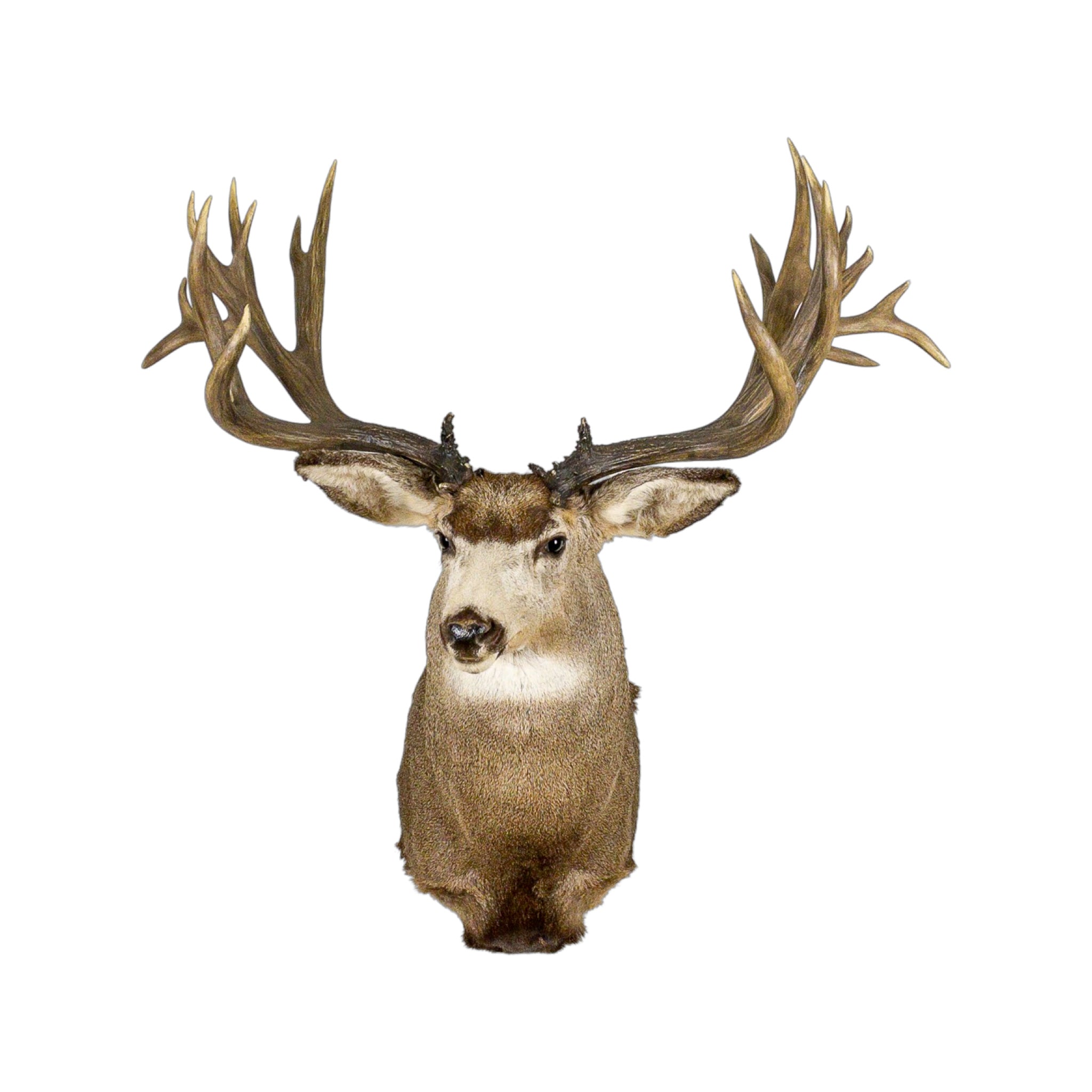 Mule Deer Shoulder Mount - Grade World Class with XXX Large
