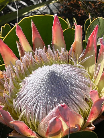 Protea on Table Mountain by Di van Niekerk
