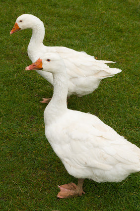 Two ducks