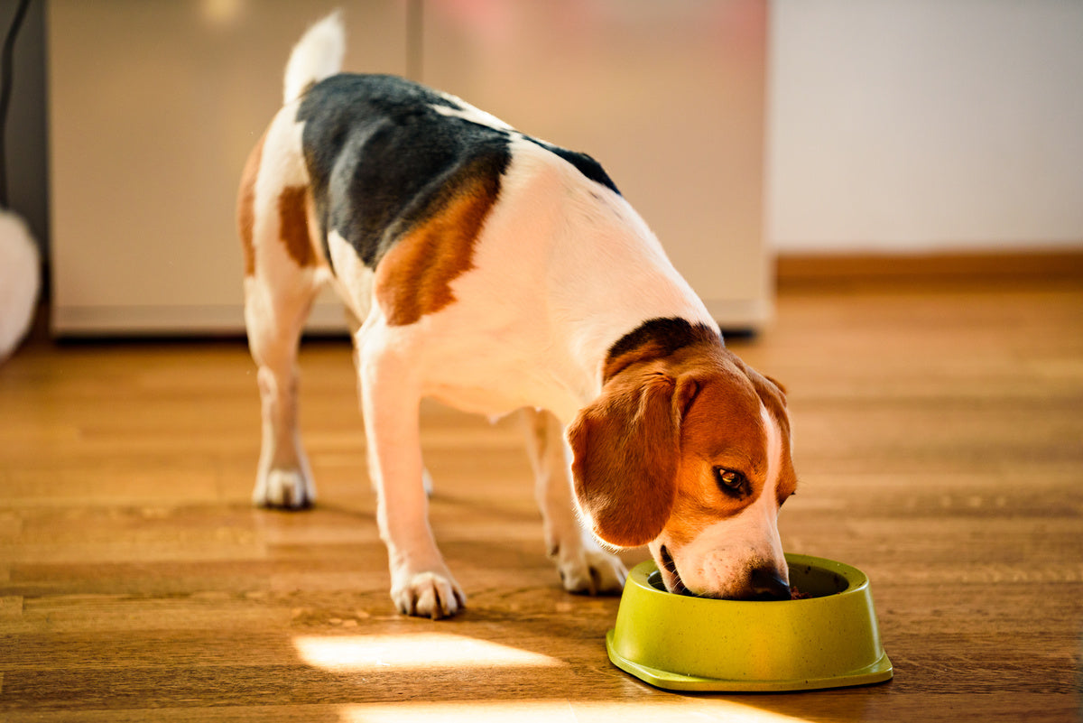 what-makes-bowlsome-dog-food-the-first-choice-for-your-dog-s-nutrition