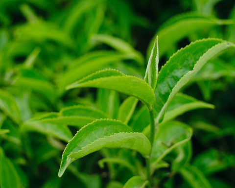 black tea plant leaves