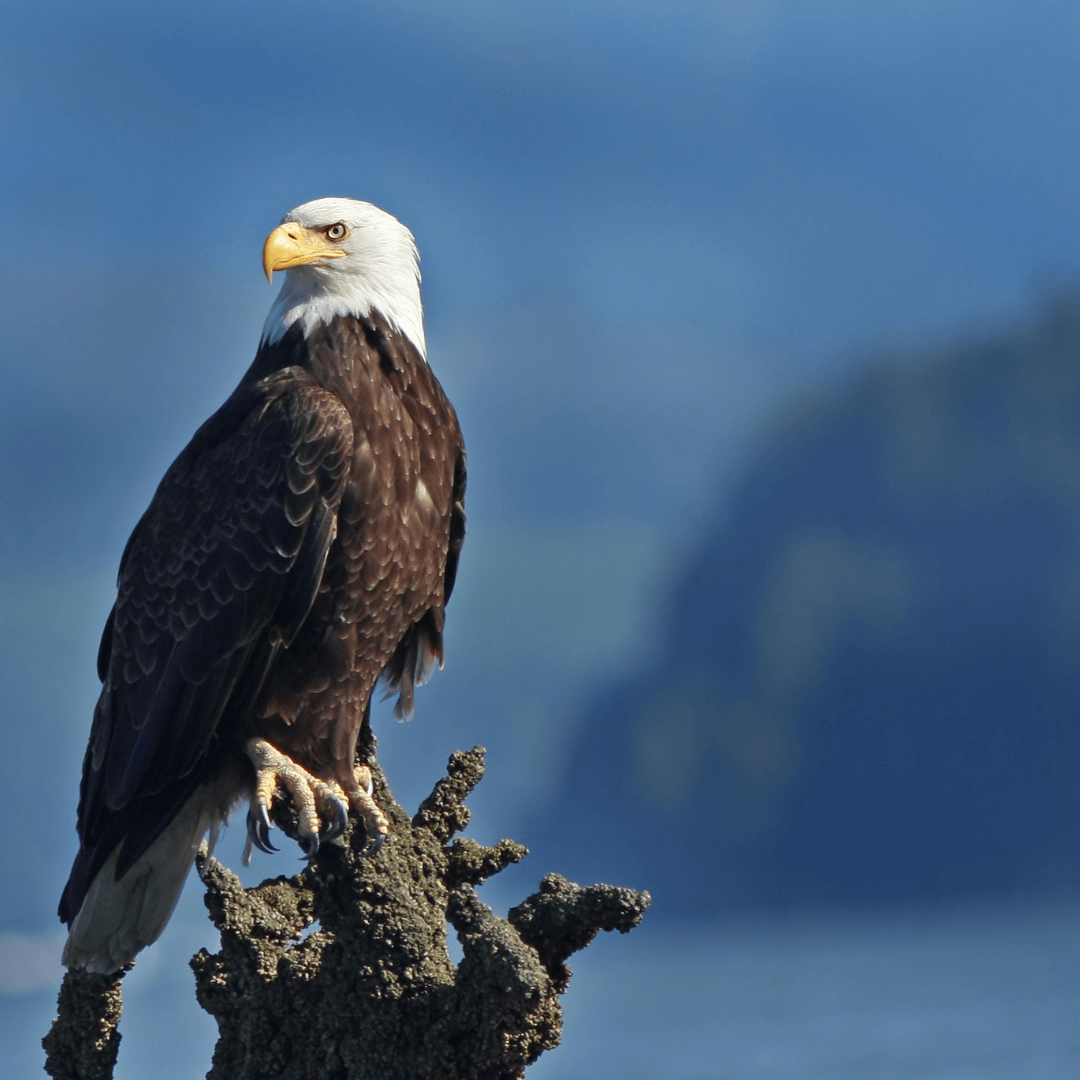 Eagle As Your Power Animal