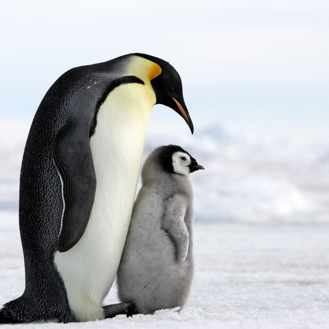 Spiritual Meaning of Penguins