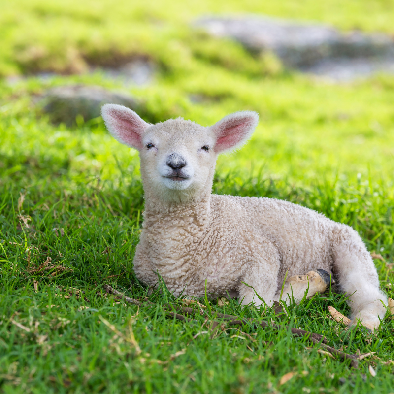 Understanding Lamb Dreams