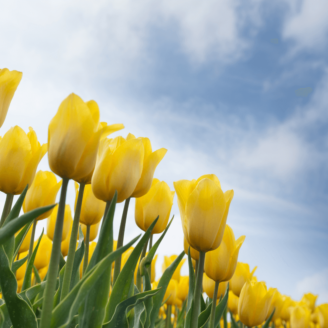 Tulip Flower Meaning