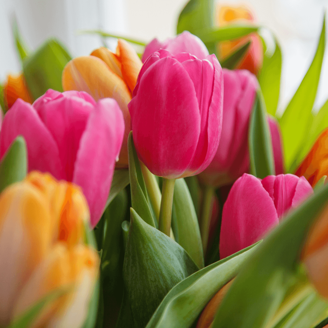 Tulips on Special Occasions