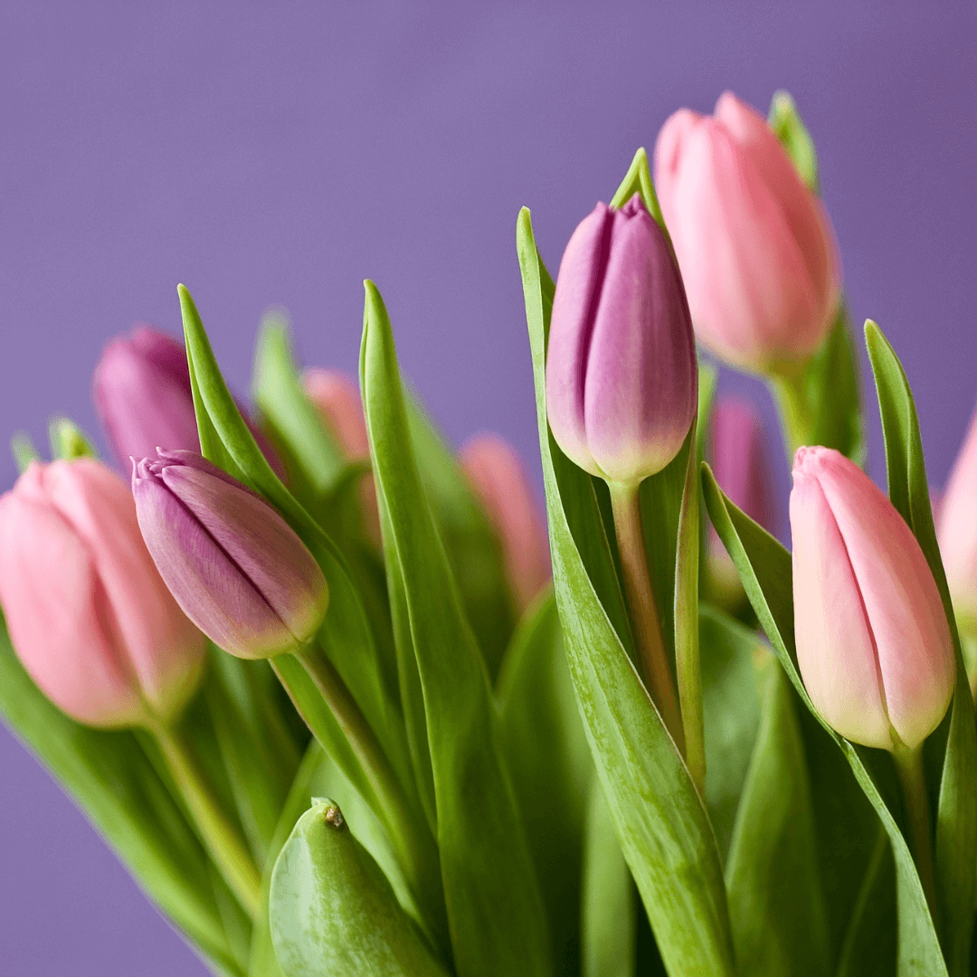 Symbolic Essence of a Tulip Flower