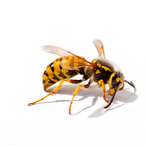 Japanese Wasp Symbolism