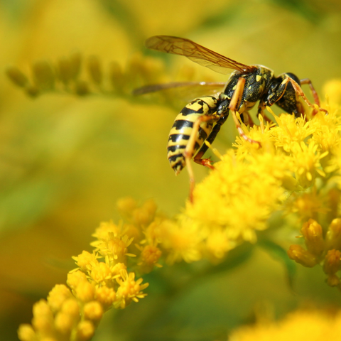 Wasp As A Power Animal