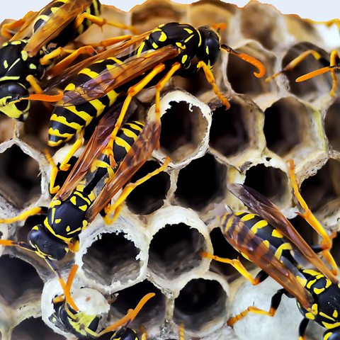 Wasp Proverbs