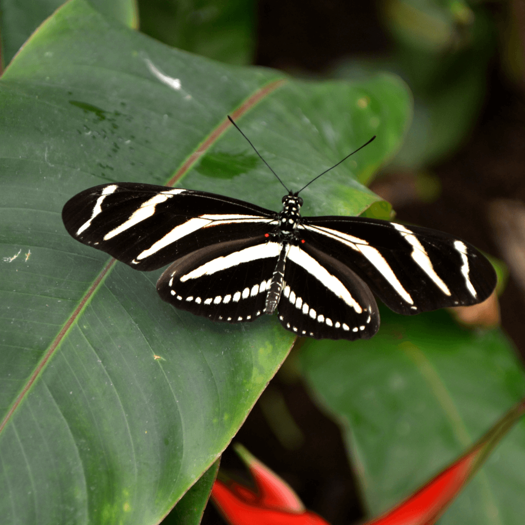 Cultural Interpretations of The Black Butterfly