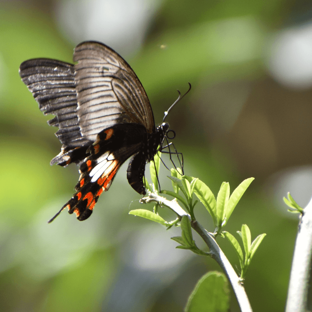 Black Butterfly's Spiritual Symbolism
