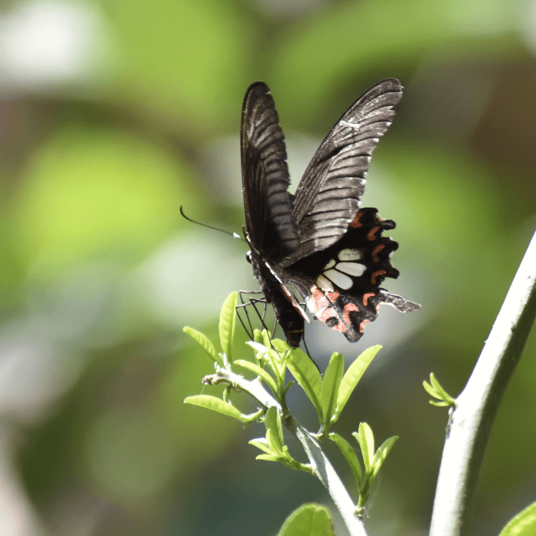 Symbolism Of The Black Butterfly