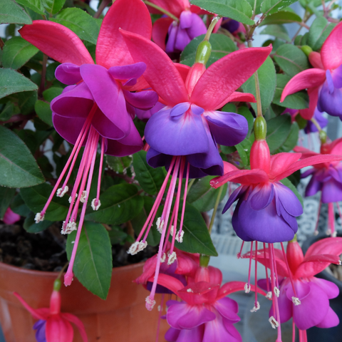 Color Fuchsia Look like