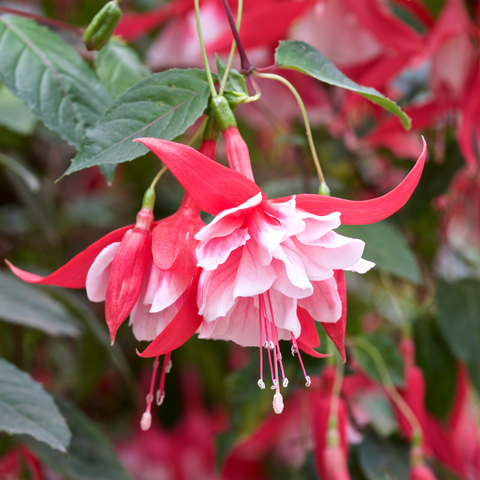 Fuchsia And Magenta