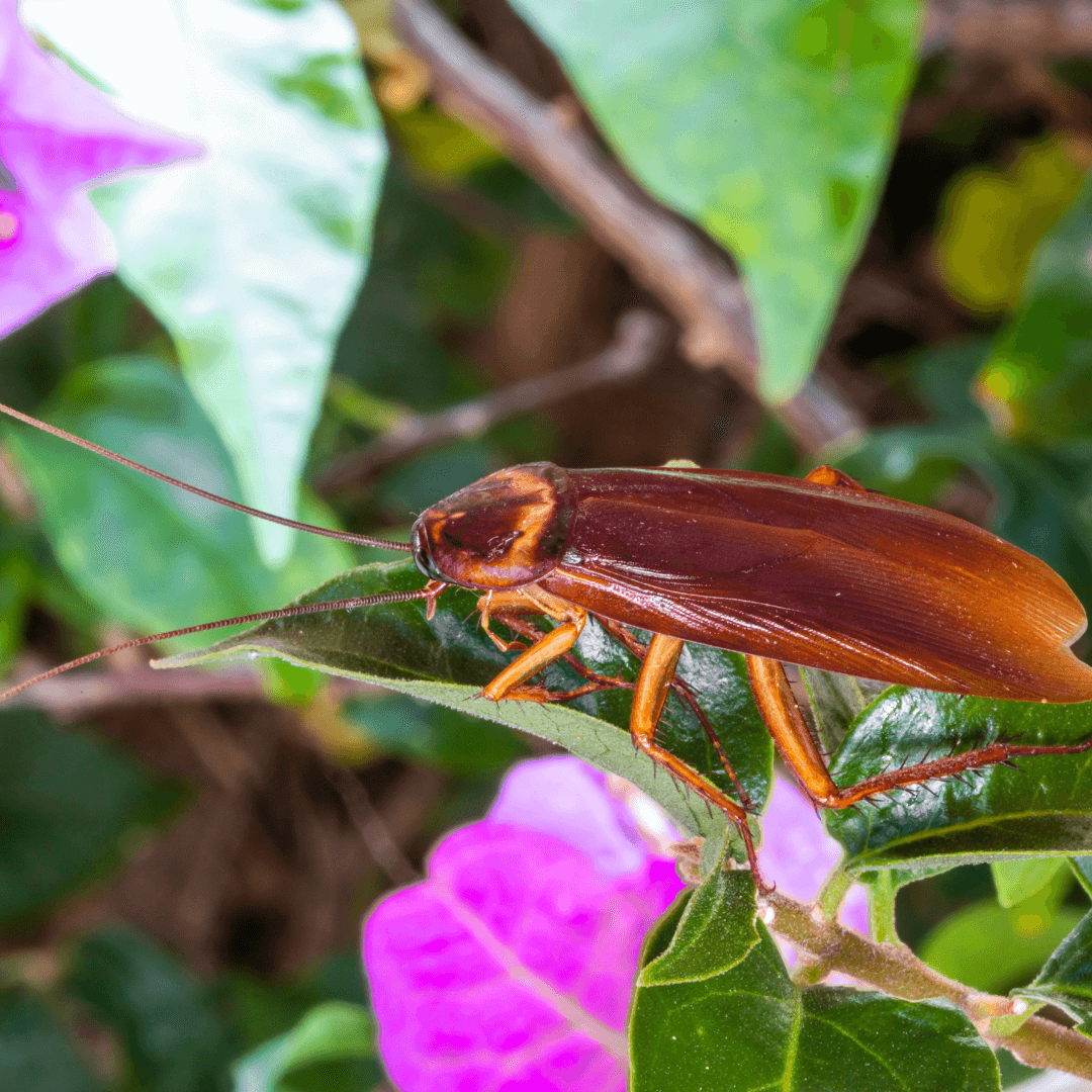 Symbolism And Meaning Of The Cockroach