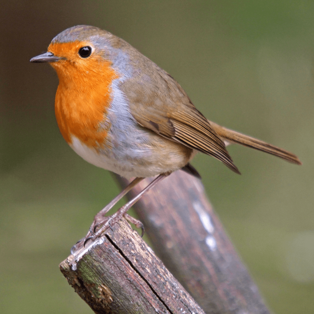 Robin As A Totem Animal