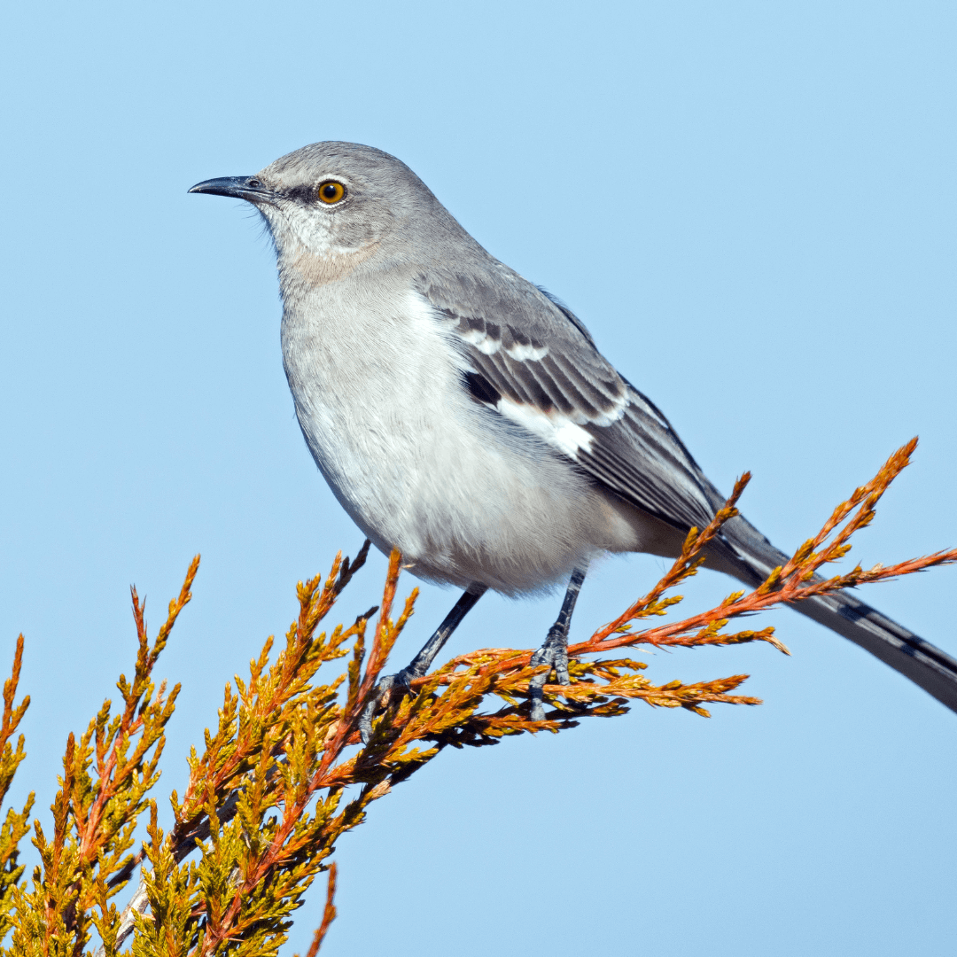 Mockingbird Symbolism