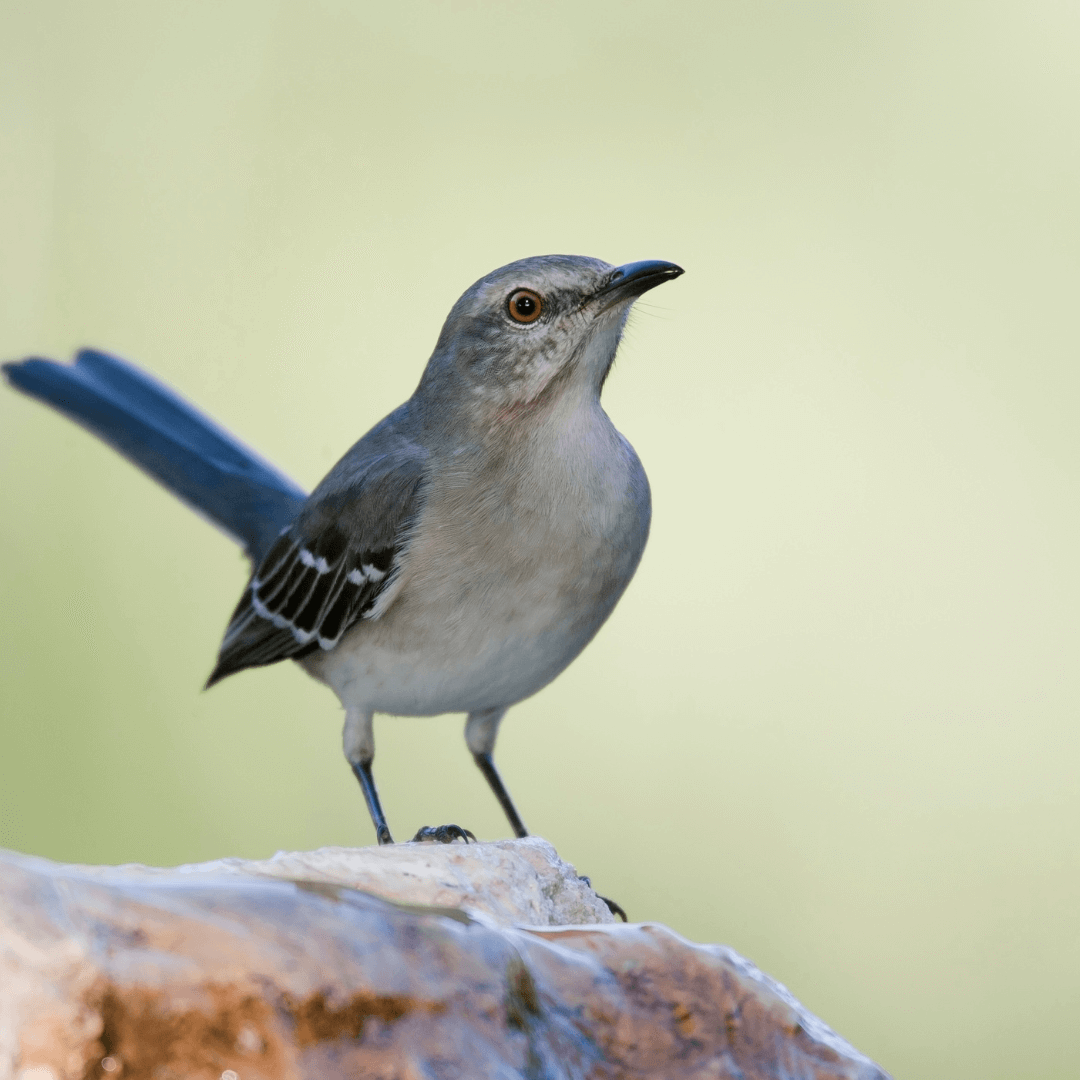 Mockingbird as a Power Animal
