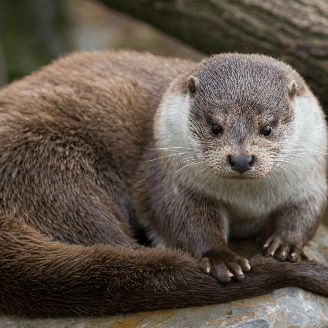 Otter Spiritual Meaning