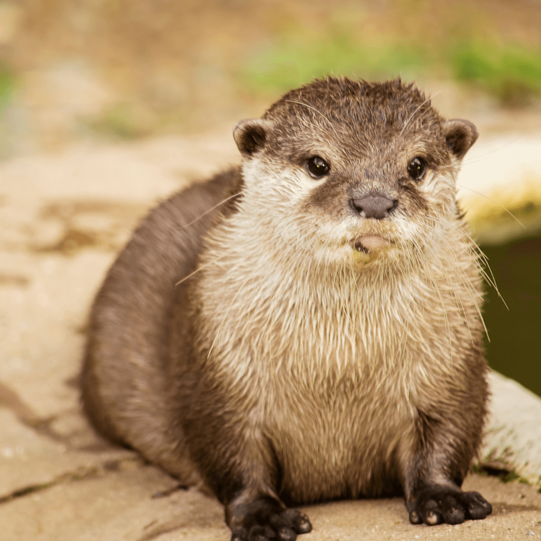 Otter Spiritual Meaning