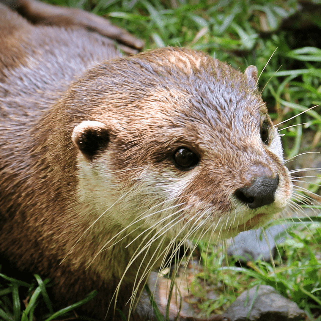 Complex World Of Otter Symbolism