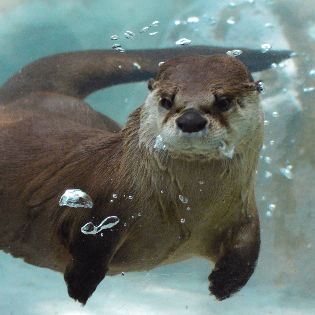 Symbolic Significance  Of Otter