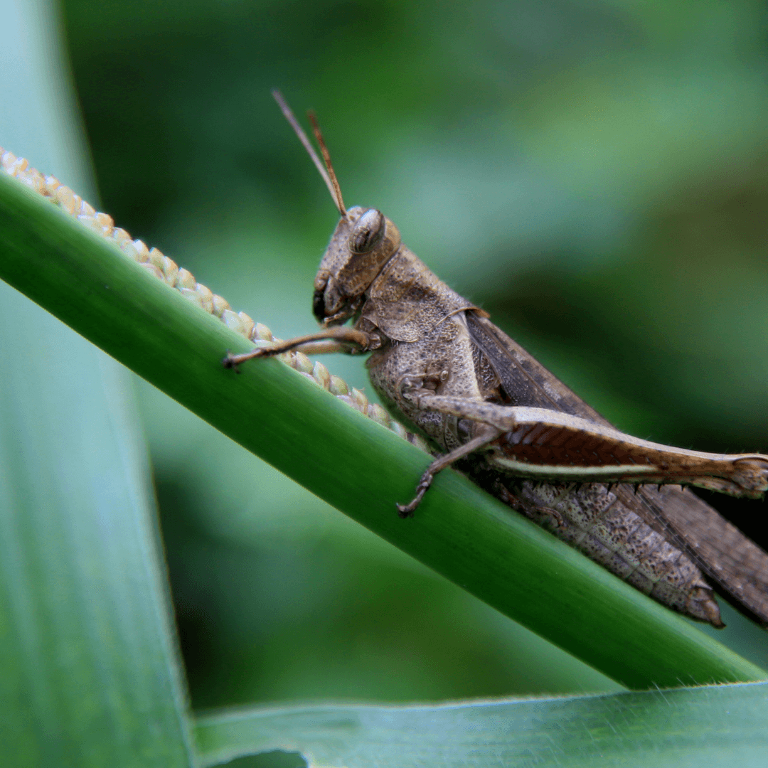 Unlocking The Cricket's Spirit Animal