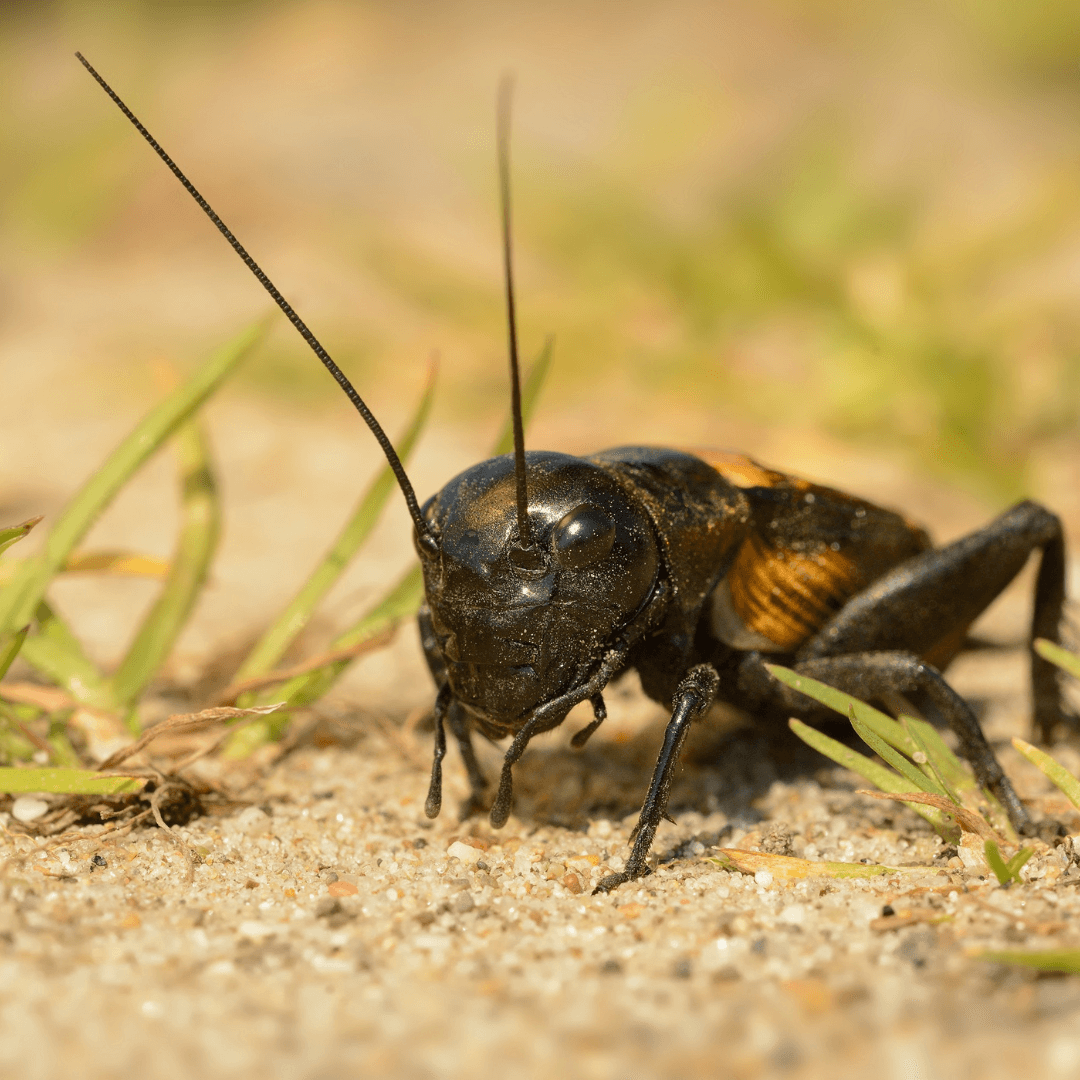 Cricket Totem Animal