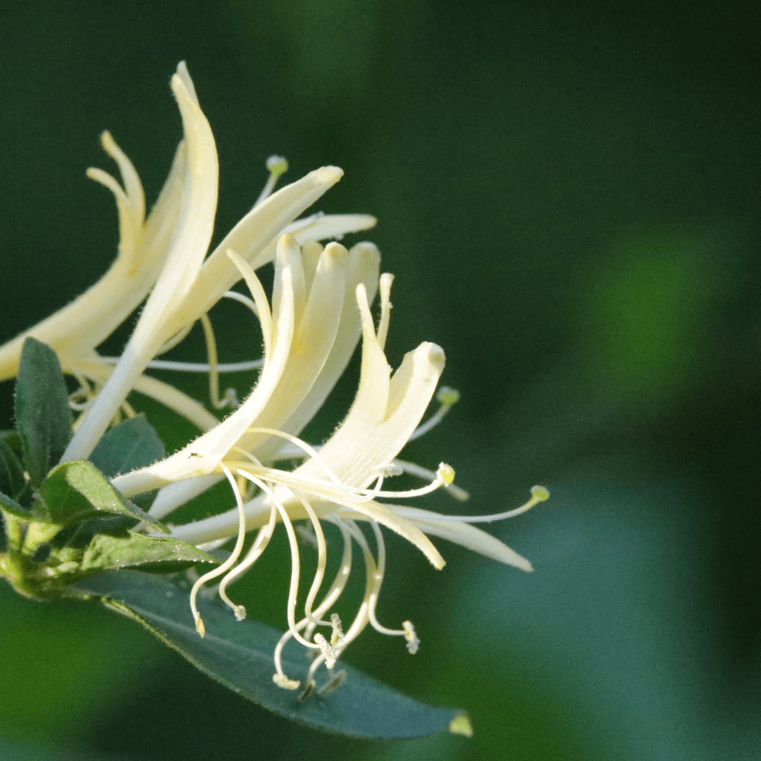 Honeysuckle Flowers