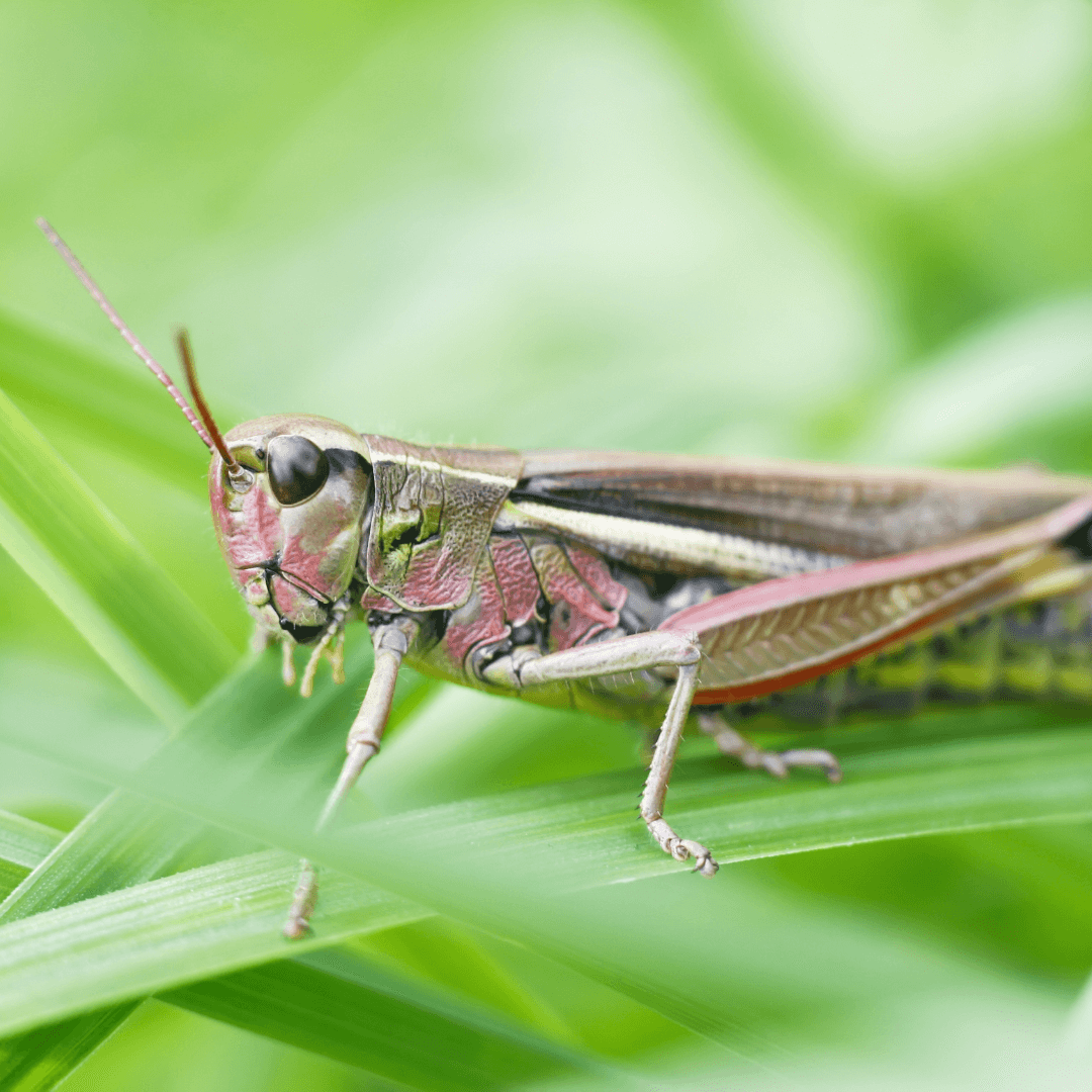 Power Of The Cricket As An Animal