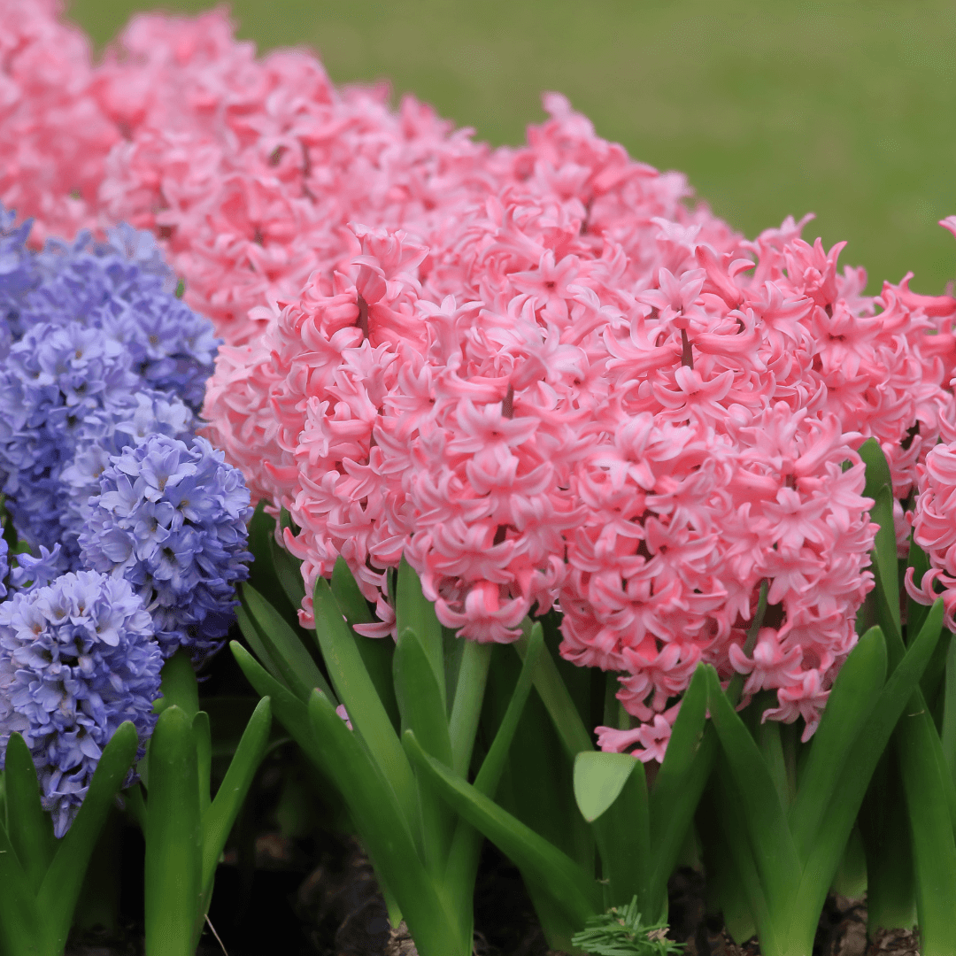 Hyacinth Flower