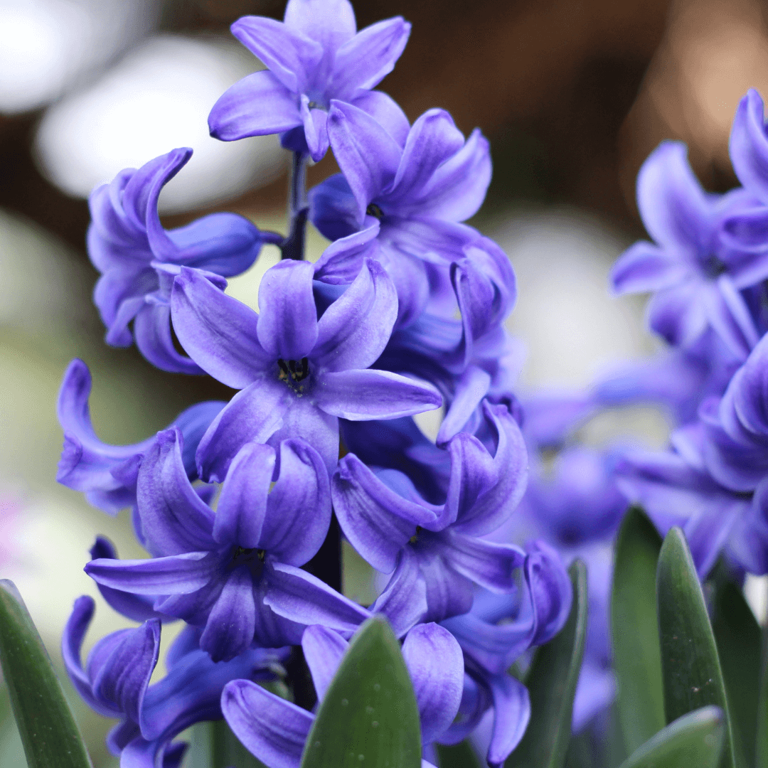 Hyacinth Flower