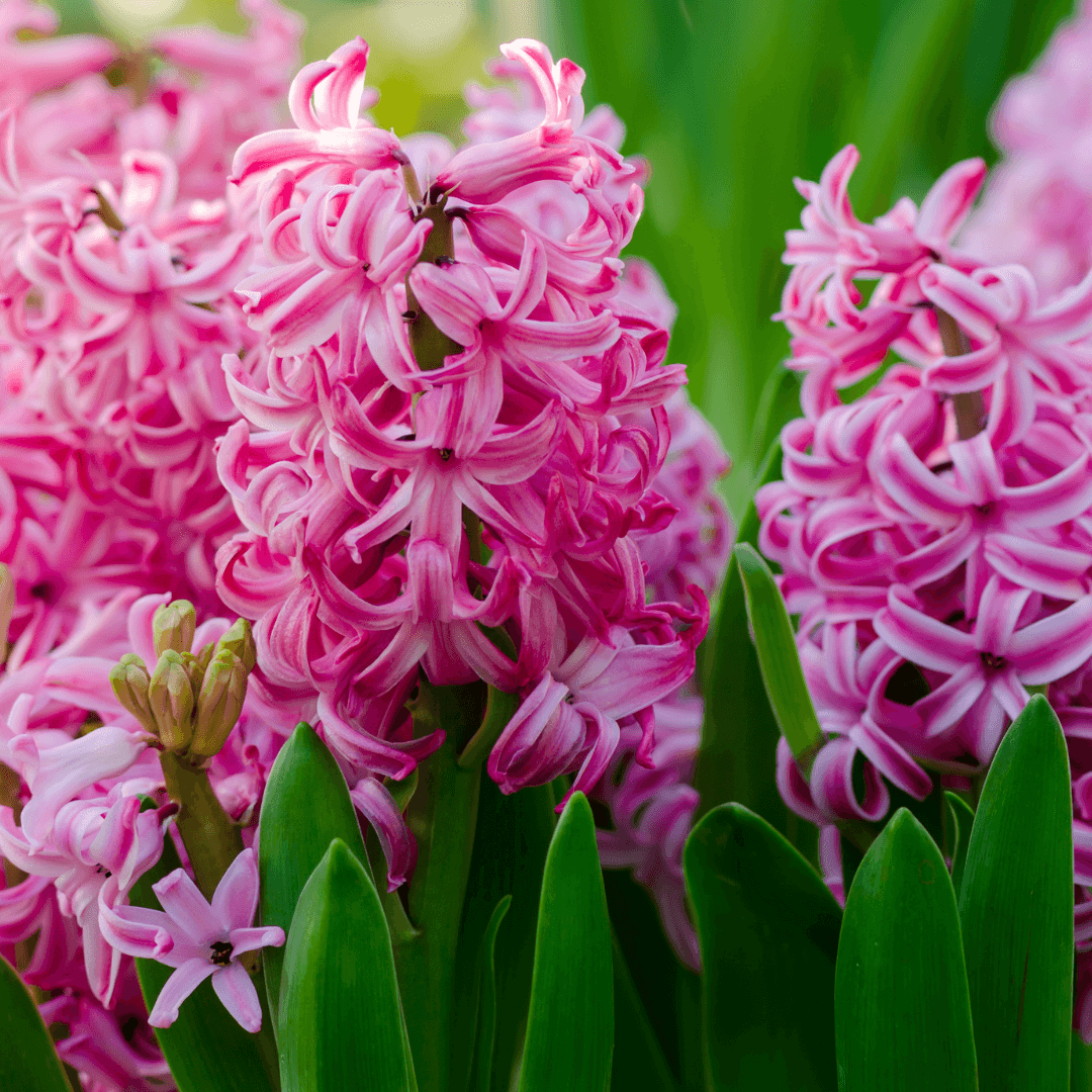 Hyacinth Flower Meaning