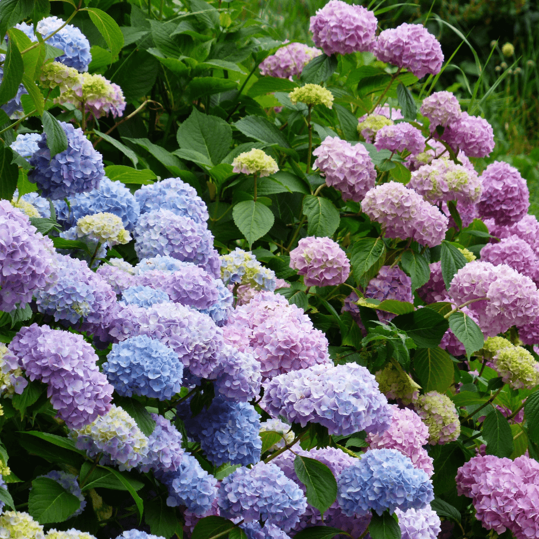 Hydrangea Flower