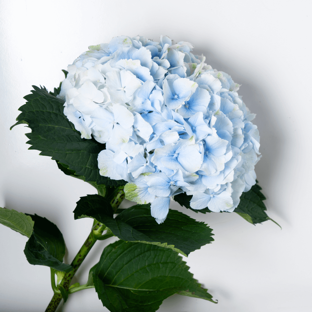 Symbolism Of A Hydrangea Flower