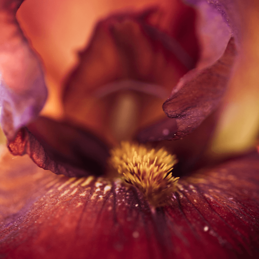 Iris Red Flower
