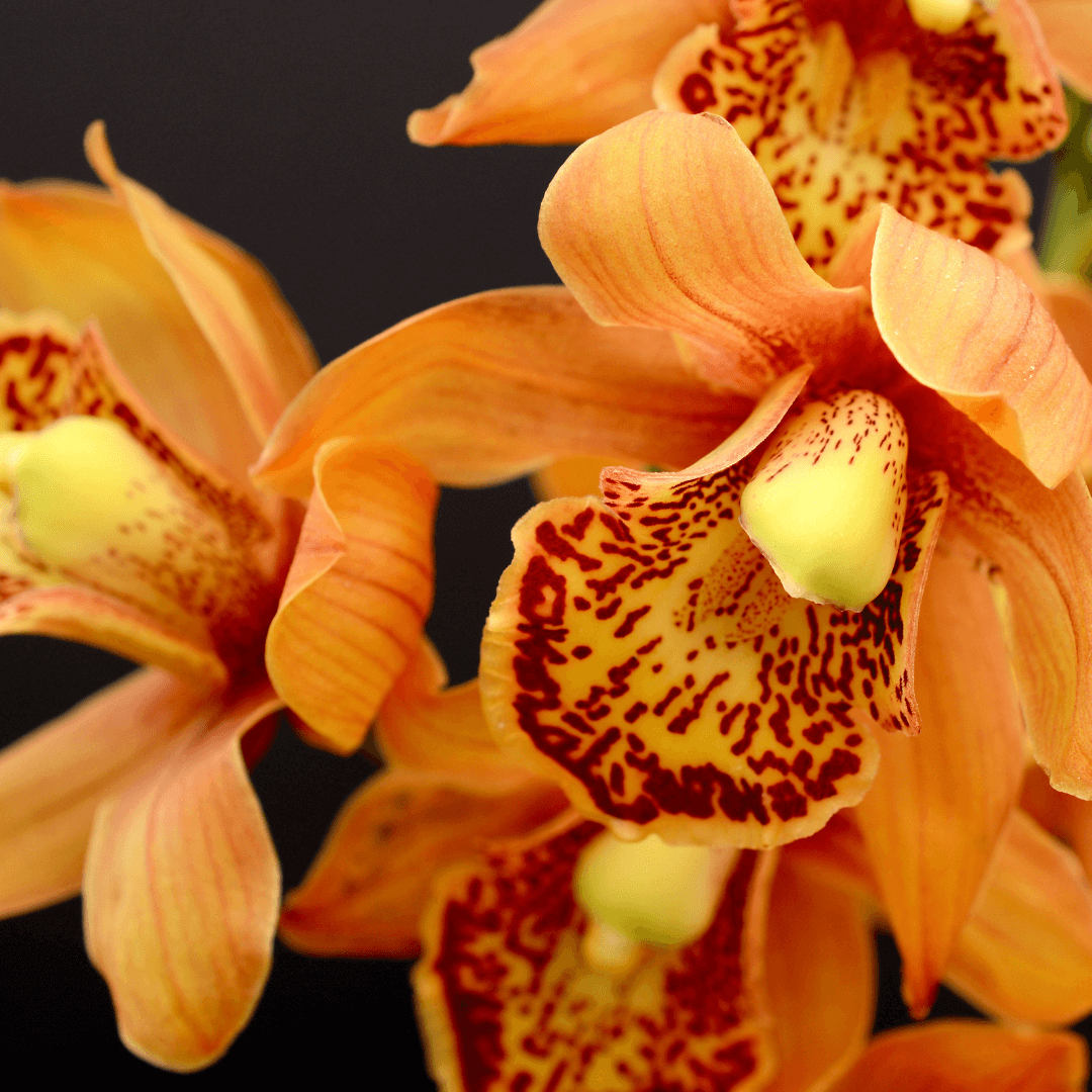 Orange Orchids