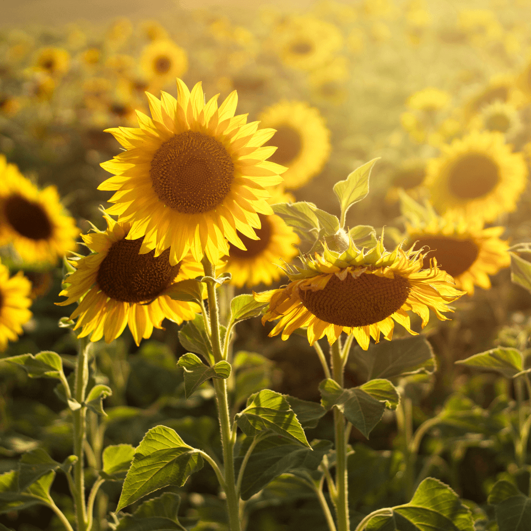 Sunflower Meaning