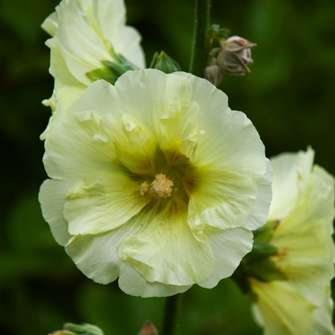 Symbolism Of The Hollyhock Flower