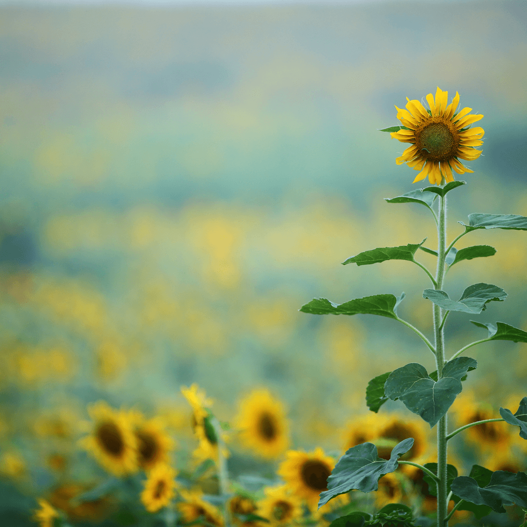 Rich Cultural Significance of Sunflowers