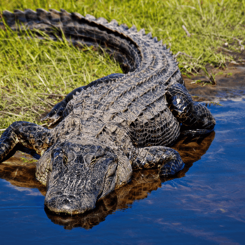 Alligators In Literature And Art: Their Symbolic Presence