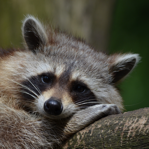 Raccoon Dreams