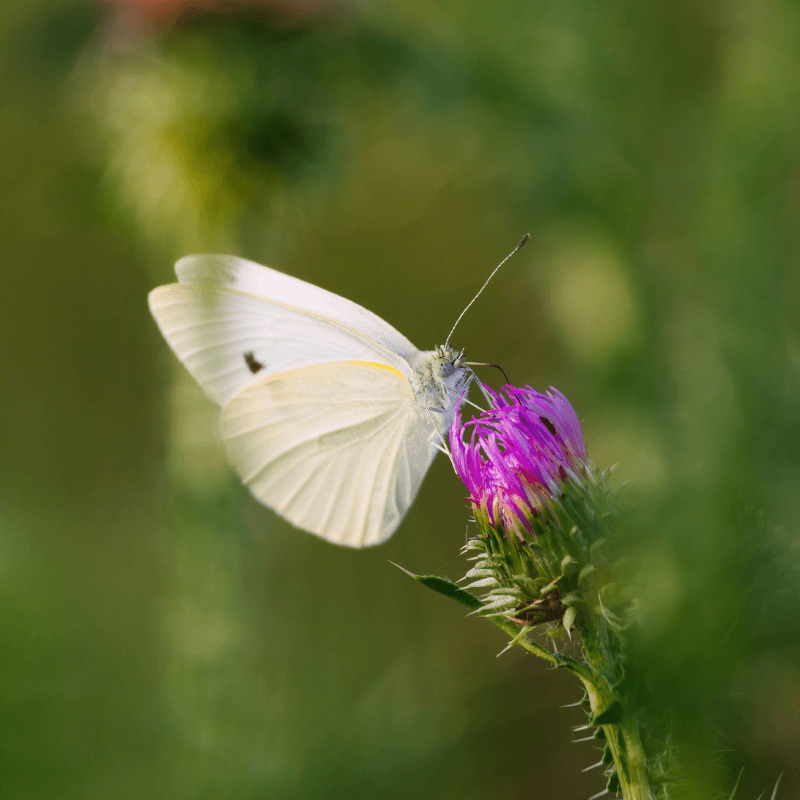 White ButterflY